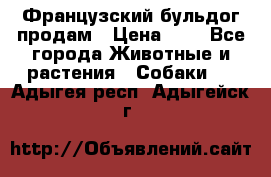 Французский бульдог продам › Цена ­ 1 - Все города Животные и растения » Собаки   . Адыгея респ.,Адыгейск г.